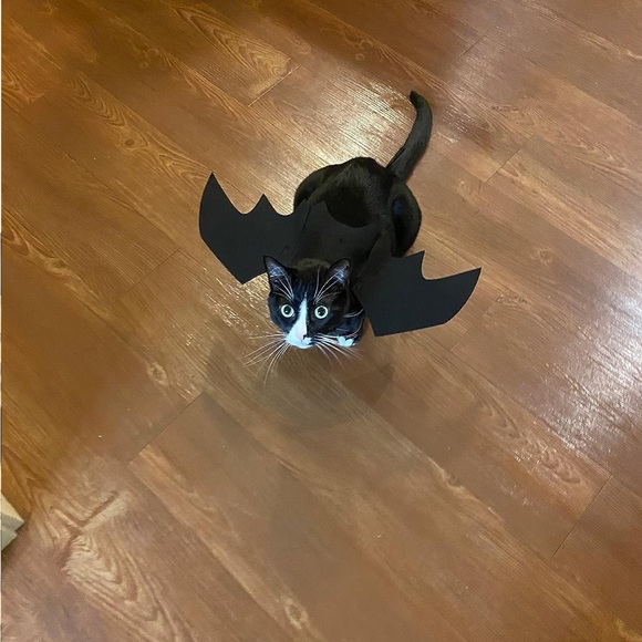 Cat Dog Bat Wings Puppy Kitten Kitty Halloween Vampire Costume ~Host Pick~x2 - Picture 14 of 16